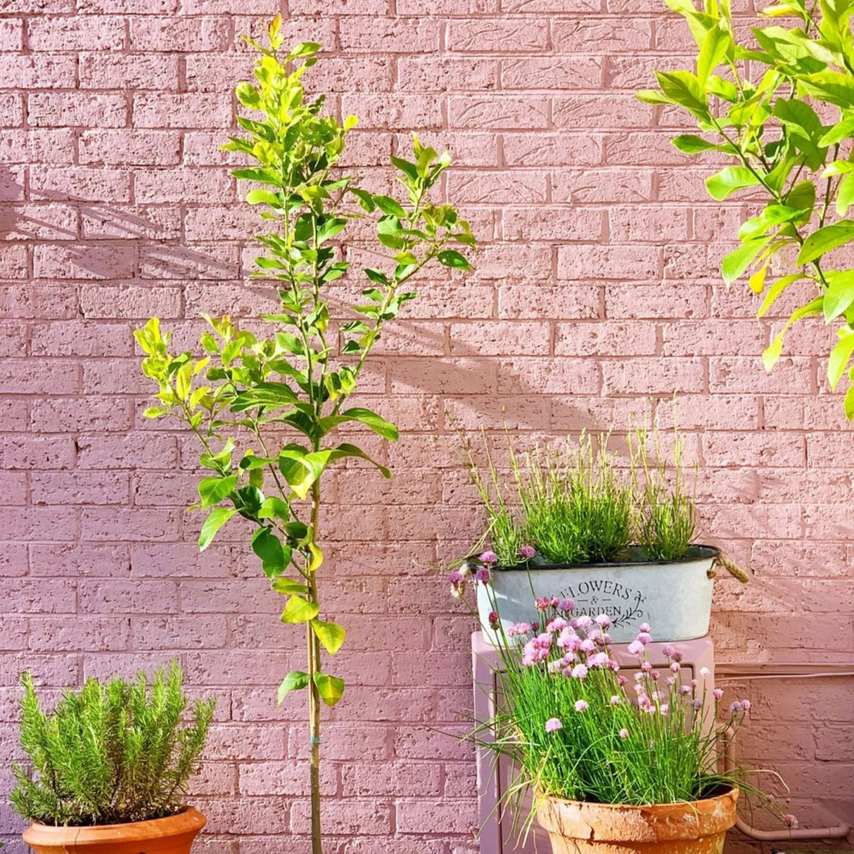 Mylands Bloomsbury No.267 Paint