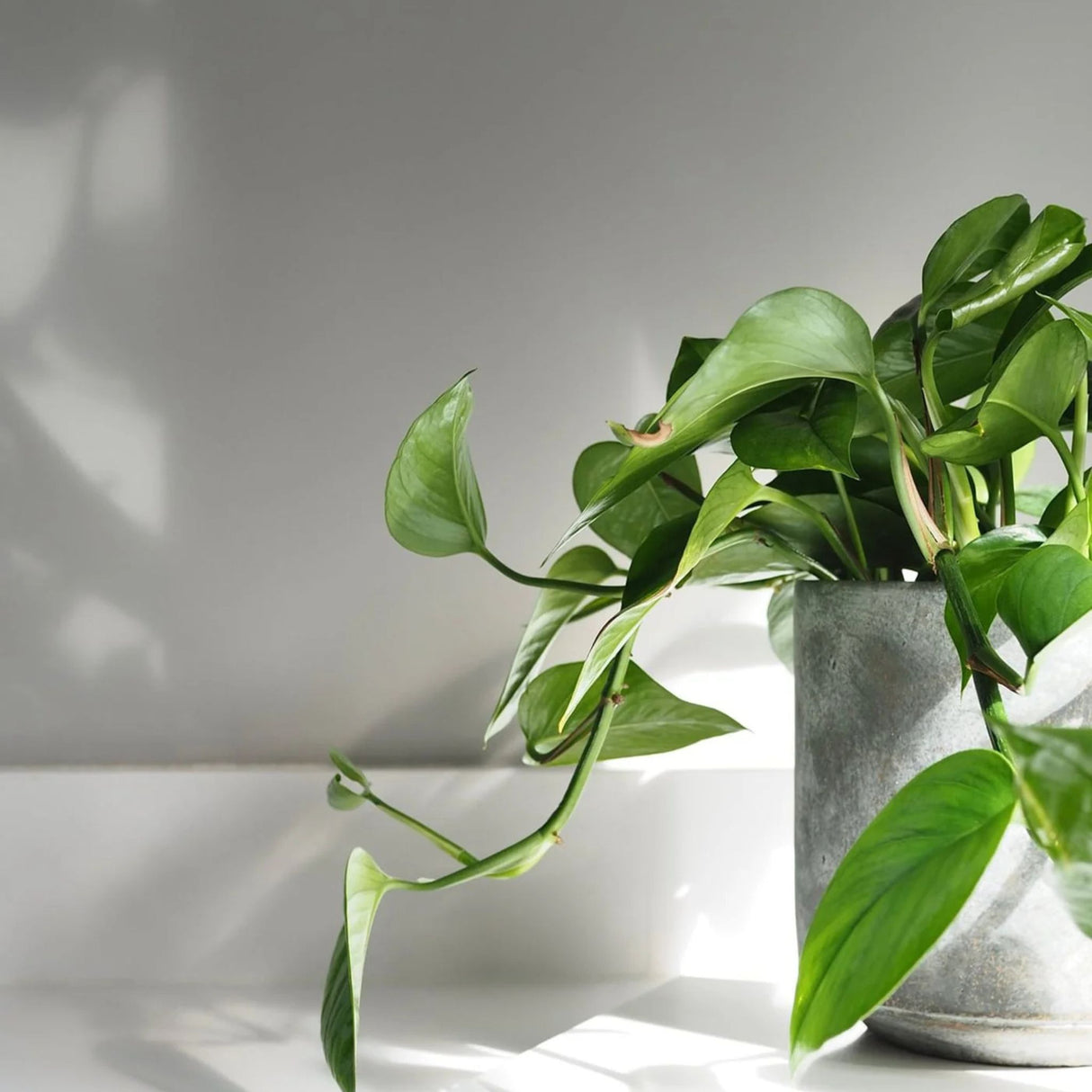 Mylands Ludgate Circus No.89 Paint