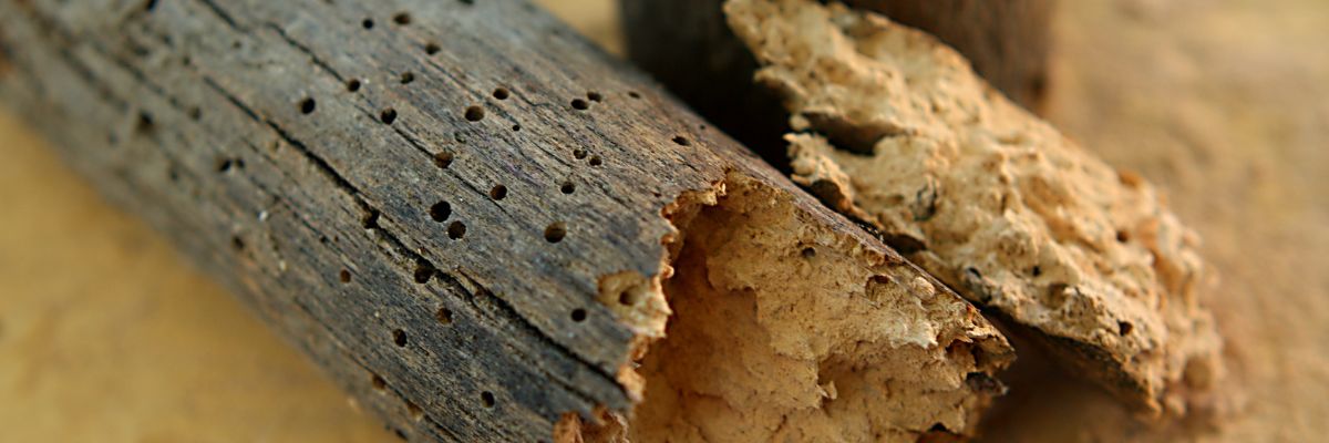 Woodworm treatment 